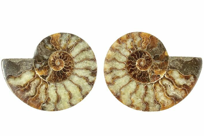 Cut & Polished, Agatized Ammonite Fossil - Madagascar #206752